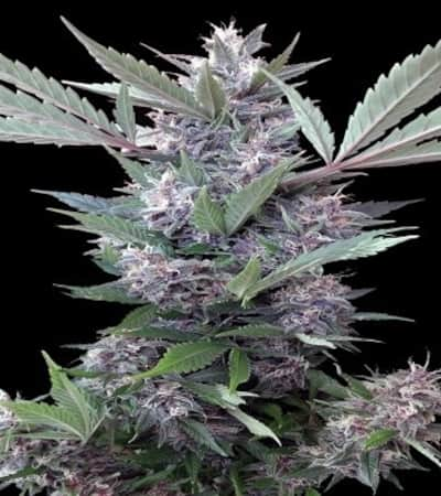 Bubba Kush x PCK > ACE Seeds | Feminized Marijuana   |  Indica