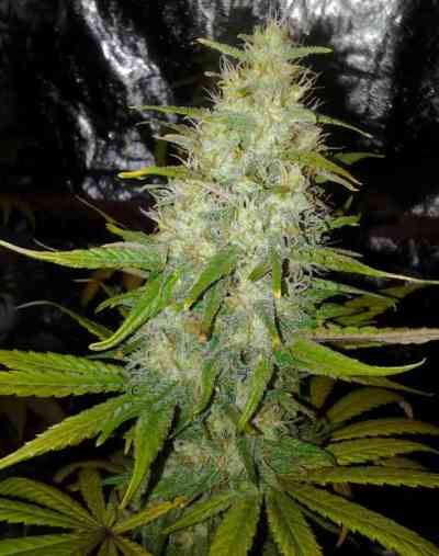 Bubba Love > Alphakronik Genes | Reguläre Hanfsamen  |  Indica