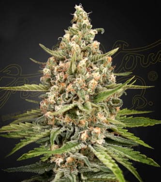 Bubba Slush > Green House Seed Company | Feminisierte Hanfsamen  |  Indica