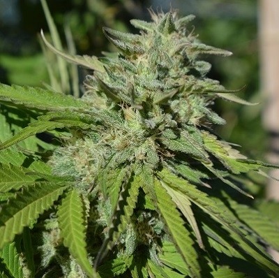 Bubba Kush x Kali China > ACE Seeds | Feminized Marijuana   |  Indica