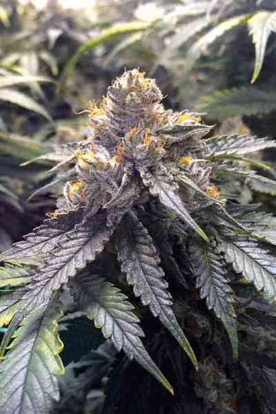 Bubba\'s Gift > Humboldt Seed Organization | Graines Féminisées  |  Indica