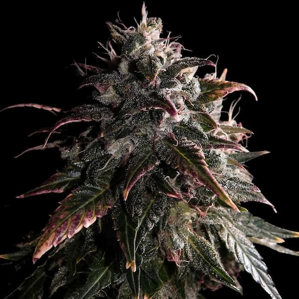 Bubble Bath > Empire Seeds | Feminized Cannabis   |  Indica