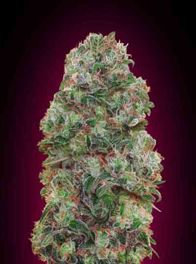 Bubble Gum > 00 Seeds Bank | Feminisierte Hanfsamen  |  Hybrid