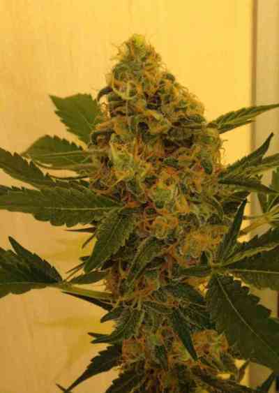 Bubble Gum > 00 Seeds Bank | Feminisierte Hanfsamen  |  Hybrid