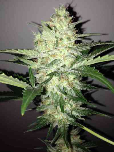 Bubble Gum > 00 Seeds Bank | Feminisierte Hanfsamen  |  Hybrid