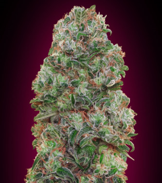 Bubble Gum CBD > 00 Seeds Bank | CBD Hanfsamen  |  Hybrid