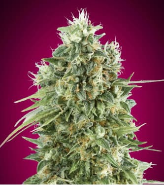 Bubble Gum CBD > 00 Seeds Bank | Graines CBD  |  Hybride