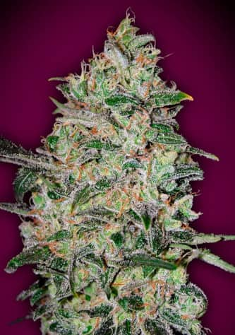 Bubble Gum Fast > 00 Seeds Bank | Feminisierte Hanfsamen  |  Hybrid