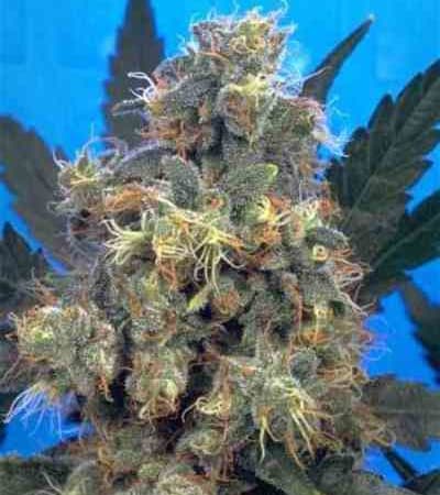 Bubble Gum > Serious Seeds | Feminisierte Hanfsamen  |  Indica