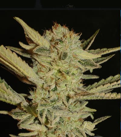 Bubble Gum > Serious Seeds | Feminized Marijuana   |  Indica