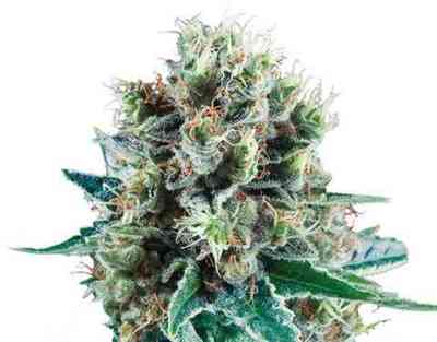 Bubble Kush Automatic > Royal Queen Seeds | Autoflowering Cannabis   |  Indica