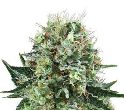 Bubble Kush > Royal Queen Seeds | Feminisierte Hanfsamen  |  Indica