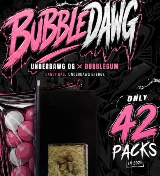 BubbleDawg Seed > TH Seeds | Feminized Cannabis   |  Hybrid