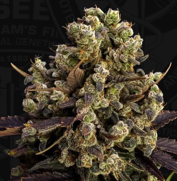BubbleDawg Seed > TH Seeds | Feminized Cannabis   |  Hybrid