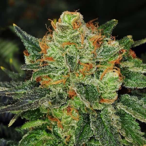 Bubblegum Auto Samen > Barneys Farm | Autoflowering Hanfsamen  |  Indica