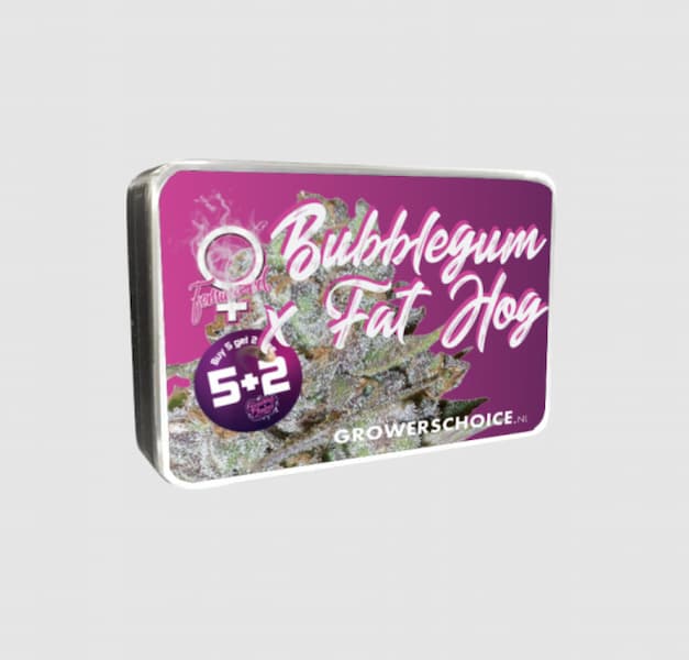 Bubblegum x Fat HOG Samen > Growers Choice | Feminisierte Hanfsamen  |  Indica
