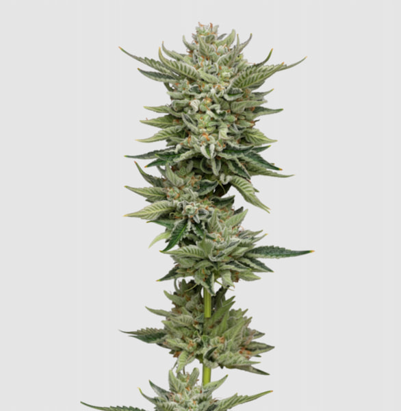 Bubblegum x Fat HOG Samen > Growers Choice | Feminisierte Hanfsamen  |  Indica