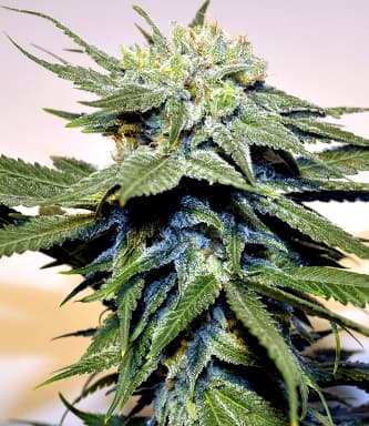 Bubblegum Kush > Bulldog Seeds | Feminized Marijuana   |  Indica