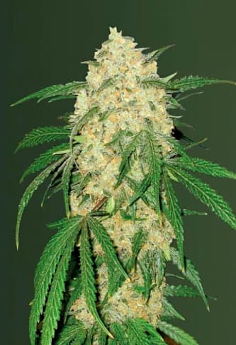 Bubblegum+ Pro > Victory Seeds | Feminisierte Hanfsamen  |  Indica