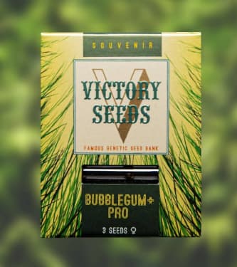Bubblegum+ Pro > Victory Seeds | Feminisierte Hanfsamen  |  Indica