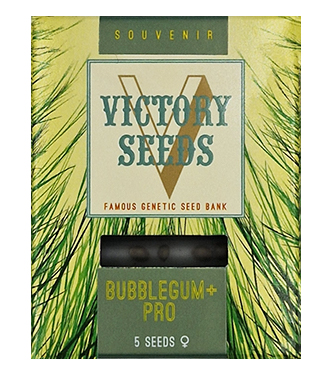 Bubblegum+ Pro > Victory Seeds | Feminisierte Hanfsamen  |  Indica