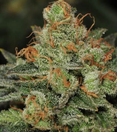 Bubblegum > TH Seeds | Feminisierte Hanfsamen  |  Indica