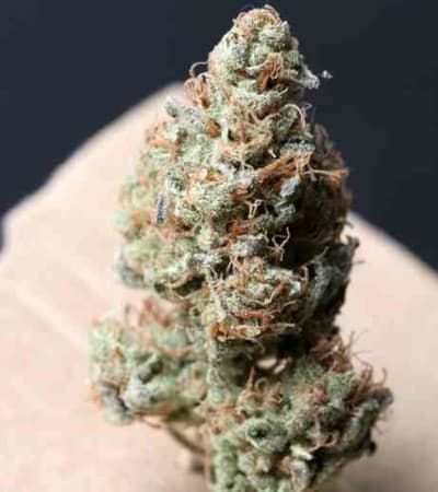 Bubblegum > TH Seeds | Feminized Marijuana   |  Indica