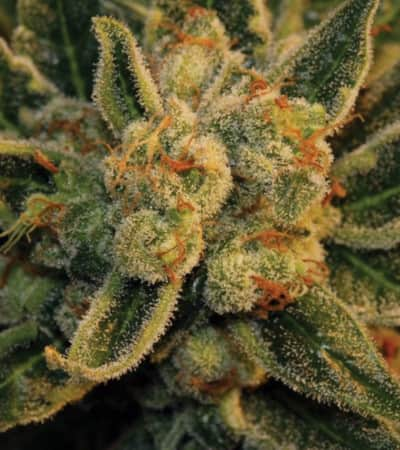 Bubblegum > TH Seeds | Feminized Marijuana   |  Indica