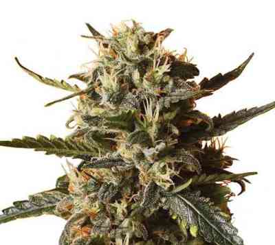 Bubblegum XL > Royal Queen Seeds | Semillas feminizadas  |  Híbrido