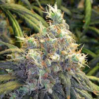 Bubblelicious > Nirvana | Feminized Marijuana   |  Indica