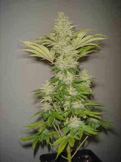 Bubblelicious > Resin Seeds | Feminized Marijuana   |  Indica