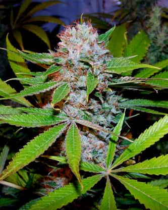 Buddhas Sister > Soma Seeds | Feminized Marijuana   |  hybrid