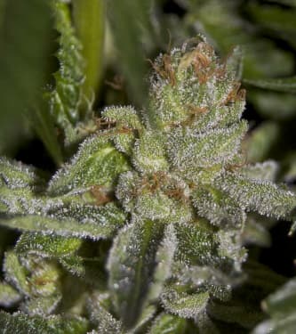 Buddha Tahoe OG > The Cali Connection | Feminisierte Hanfsamen  |  Sativa