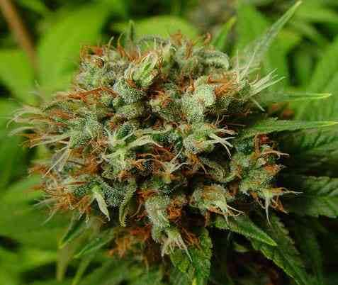 Buddhas Sister > Soma Seeds | Feminized Marijuana   |  hybrid