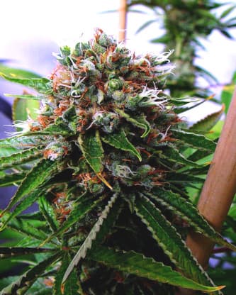 Buddhas Sister > Soma Seeds | Feminized Marijuana   |  hybrid