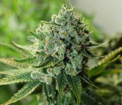 Buford OG > Rare Dankness Seeds | Regular Marijuana   |  Hybrid