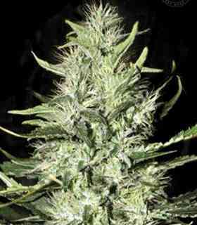 Perfect Power Plant > Bulk Seed Bank | Semillas feminizadas  |  Sativa