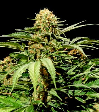 Bullshark > Bulldog Seeds | Feminisierte Hanfsamen  |  Indica