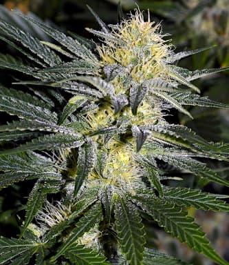 Bullshark > Bulldog Seeds | Feminisierte Hanfsamen  |  Indica