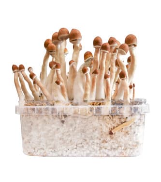 Burma > Magic Mushrooms | Magic Mushrooms / Psilocybin mushroom