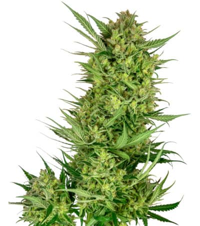 Buttercream Gelato > Sensi Seeds | Feminized Cannabis   |  Indica