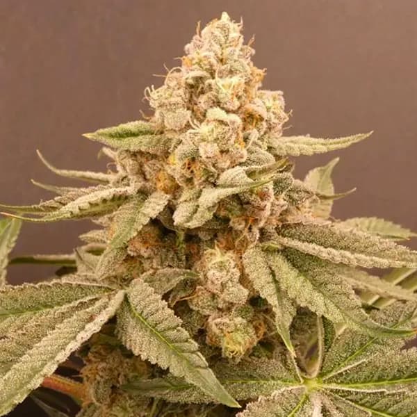 Buzz Bunny semilla > Bask Triangle Farms | Semillas feminizadas  |  Índica