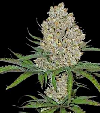 C4-Matic > Fast Buds Company | Graines Autofloraison  |  Indica