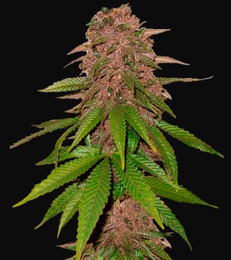 C4-Matic > Fast Buds Company | Semillas de marihuana autoflorecientes  |  Índica