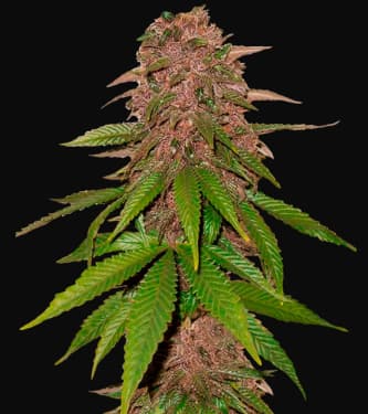 C4-Matic > Fast Buds Company | Graines Autofloraison  |  Indica