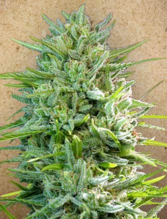 C99 > Female Seeds | Feminisierte Hanfsamen  |  Sativa