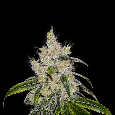 C. Banana Auto Seed > Philosopher Seeds | Autoflowering Cannabis   |  Hybrid