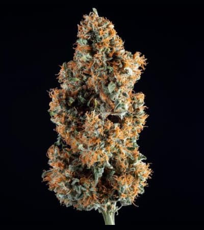 C-Vibez > Dutch Passion | Feminized Marijuana   |  Indica