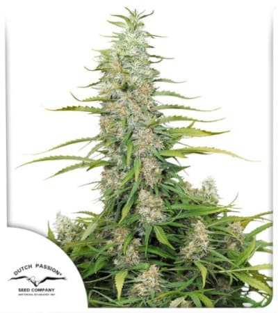 C-Vibez > Dutch Passion | Feminized Marijuana   |  Indica