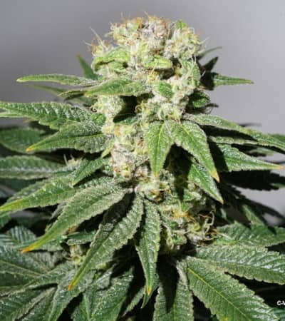 C-Vibez > Dutch Passion | Feminized Marijuana   |  Indica